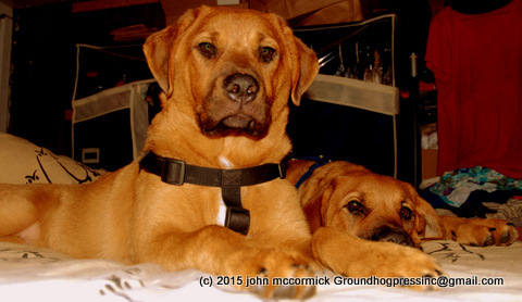 Just Plain Cute Puppies And Medical Benefits