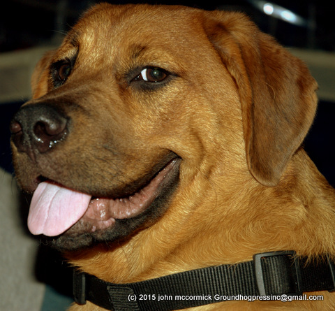 Saint Weiler puppy.