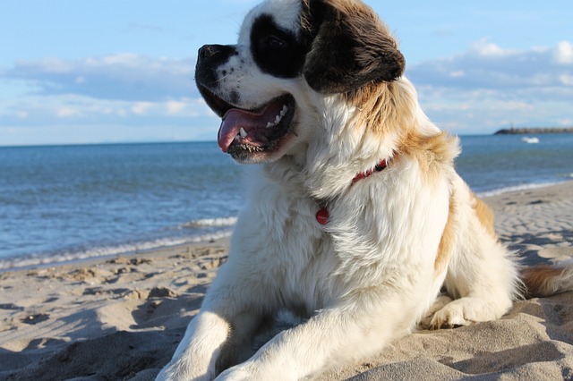 St Bernards do suffer from hip dysplasia