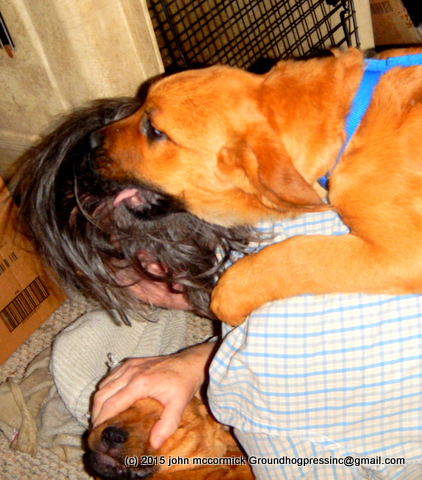 Dog Anxiety – Start Drugging Your Puppy Roommate Today?