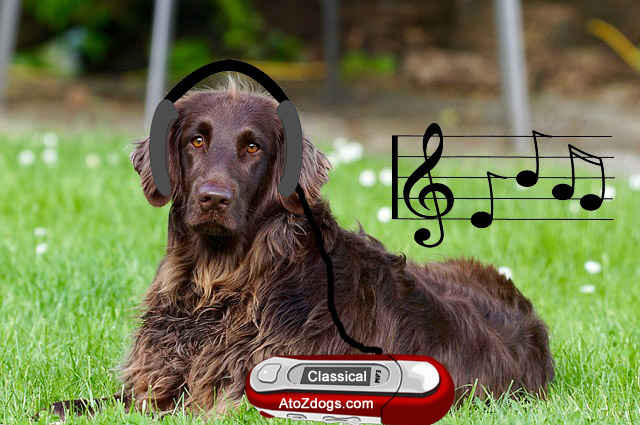 Dog Anxiety - Start Drugging Your Puppy Roommate Today? 1
