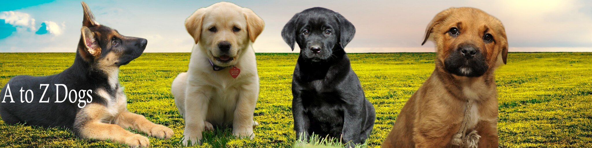 A to Z Dogs